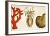 1750 Coral Squid & Nautilus Colour Print-Paul Stewart-Framed Premium Photographic Print