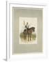 17th Lancers, a Trooper in Review Order-Charles Green-Framed Giclee Print