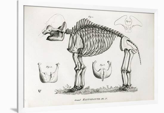 1812 American Mastodon Jefferson Mammoth-Stewart Stewart-Framed Photographic Print