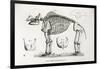 1812 American Mastodon Jefferson Mammoth-Stewart Stewart-Framed Photographic Print