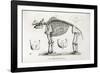 1812 American Mastodon Jefferson Mammoth-Stewart Stewart-Framed Photographic Print