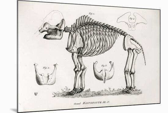 1812 American Mastodon Jefferson Mammoth-Stewart Stewart-Mounted Photographic Print