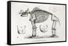 1812 American Mastodon Jefferson Mammoth-Stewart Stewart-Framed Stretched Canvas