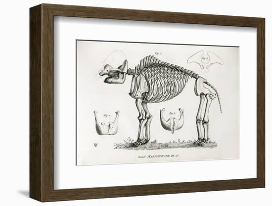 1812 American Mastodon Jefferson Mammoth-Stewart Stewart-Framed Photographic Print