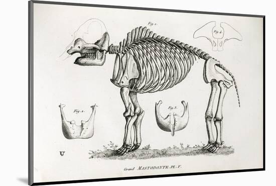 1812 American Mastodon Jefferson Mammoth-Stewart Stewart-Mounted Photographic Print