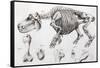 1812 Hippopotamus Skeleton by Cuvier-Stewart Stewart-Framed Stretched Canvas