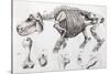 1812 Hippopotamus Skeleton by Cuvier-Stewart Stewart-Stretched Canvas