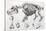 1812 Hippopotamus Skeleton by Cuvier-Stewart Stewart-Stretched Canvas