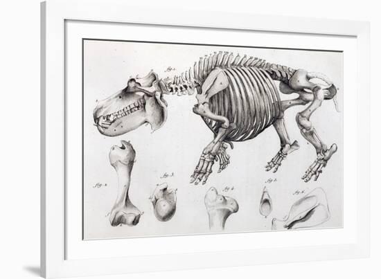 1812 Hippopotamus Skeleton by Cuvier-Stewart Stewart-Framed Photographic Print