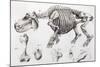 1812 Hippopotamus Skeleton by Cuvier-Stewart Stewart-Mounted Photographic Print