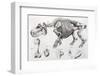 1812 Hippopotamus Skeleton by Cuvier-Stewart Stewart-Framed Photographic Print