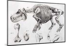 1812 Hippopotamus Skeleton by Cuvier-Stewart Stewart-Mounted Photographic Print