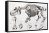 1812 Hippopotamus Skeleton by Cuvier-Stewart Stewart-Framed Stretched Canvas