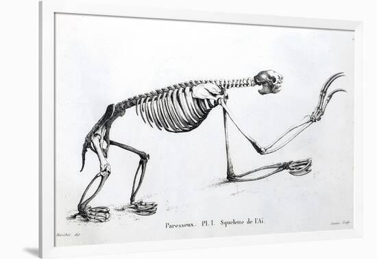 1812 Sloth Skeleton by Cuvier-Stewart Stewart-Framed Photographic Print