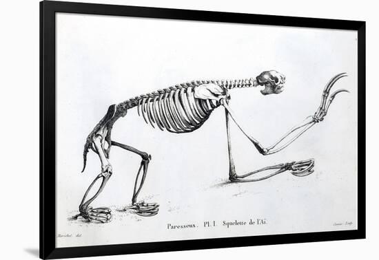 1812 Sloth Skeleton by Cuvier-Stewart Stewart-Framed Photographic Print