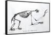 1812 Sloth Skeleton by Cuvier-Stewart Stewart-Framed Stretched Canvas