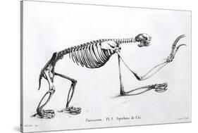 1812 Sloth Skeleton by Cuvier-Stewart Stewart-Stretched Canvas