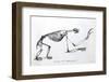 1812 Sloth Skeleton by Cuvier-Stewart Stewart-Framed Photographic Print