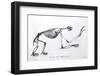 1812 Sloth Skeleton by Cuvier-Stewart Stewart-Framed Photographic Print