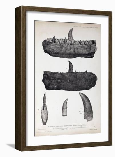 1824 Buckland's Megalosaurus Jaw Teeth-Paul Stewart-Framed Photographic Print