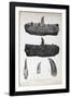 1824 Buckland's Megalosaurus Jaw Teeth-Paul Stewart-Framed Photographic Print