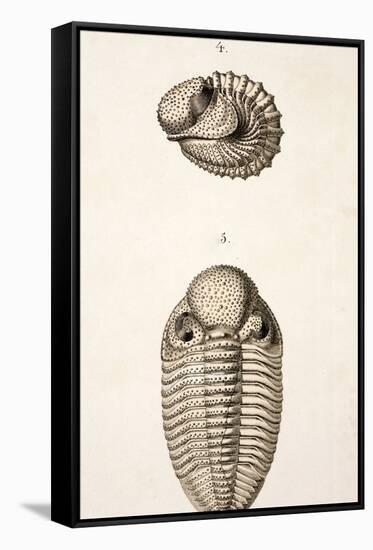 1846 Victorian Trilobite Litho Phacops-Paul Stewart-Framed Stretched Canvas