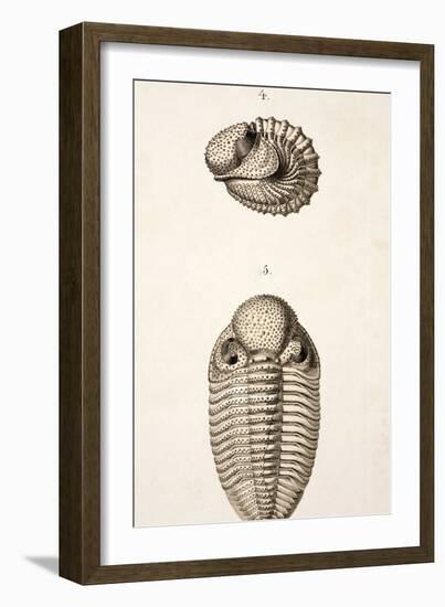 1846 Victorian Trilobite Litho Phacops-Paul Stewart-Framed Photographic Print