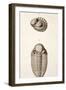 1846 Victorian Trilobite Litho Phacops-Paul Stewart-Framed Photographic Print