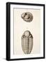 1846 Victorian Trilobite Litho Phacops-Paul Stewart-Framed Photographic Print