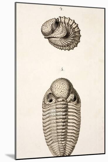 1846 Victorian Trilobite Litho Phacops-Paul Stewart-Mounted Photographic Print