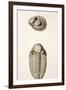 1846 Victorian Trilobite Litho Phacops-Paul Stewart-Framed Photographic Print