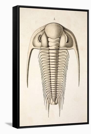 1846 Victorian Trilobite Paradoxides-Paul Stewart-Framed Stretched Canvas