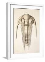 1846 Victorian Trilobite Paradoxides-Paul Stewart-Framed Photographic Print