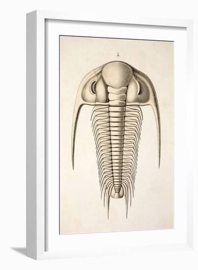 1846 Victorian Trilobite Paradoxides-Paul Stewart-Framed Photographic Print