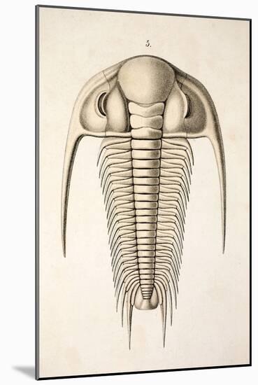 1846 Victorian Trilobite Paradoxides-Paul Stewart-Mounted Photographic Print