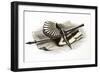 1851 Simple Tools of Victorian Geology-Paul Stewart-Framed Photographic Print
