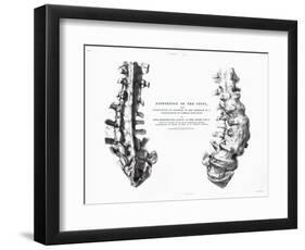 1852 Gideon Mantell Fused Spine Composite-Stewart Stewart-Framed Photographic Print