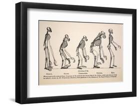 1863 Huxley From Ape To Man Evolution-Stewart Stewart-Framed Photographic Print