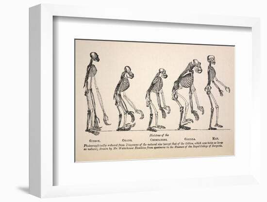 1863 Huxley From Ape To Man Evolution-Stewart Stewart-Framed Photographic Print