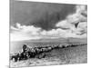 1870s-1880s Montage of Covered Wagons Crossing the American Plains-null-Mounted Photographic Print