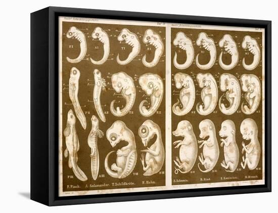 1874 Ernst Haeckel Embryo Drawings-Paul Stewart-Framed Stretched Canvas