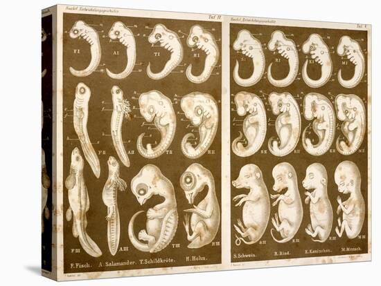 1874 Ernst Haeckel Embryo Drawings-Paul Stewart-Stretched Canvas