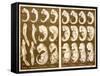 1874 Ernst Haeckel Embryo Drawings-Paul Stewart-Framed Stretched Canvas
