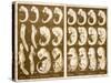 1874 Ernst Haeckel Embryo Drawings-Paul Stewart-Stretched Canvas