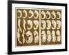 1874 Ernst Haeckel Embryo Drawings-Paul Stewart-Framed Photographic Print