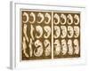 1874 Ernst Haeckel Embryo Drawings-Paul Stewart-Framed Photographic Print