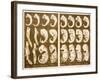 1874 Ernst Haeckel Embryo Drawings-Paul Stewart-Framed Photographic Print