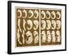 1874 Ernst Haeckel Embryo Drawings-Paul Stewart-Framed Photographic Print