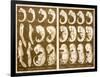 1874 Ernst Haeckel Embryo Drawings-Paul Stewart-Framed Photographic Print