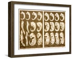 1874 Ernst Haeckel Embryo Drawings-Paul Stewart-Framed Photographic Print